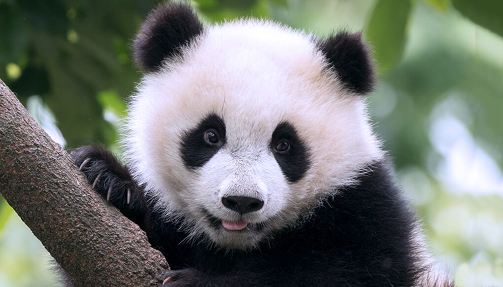 Giant panda | San Diego Zoo Wildlife Explorers