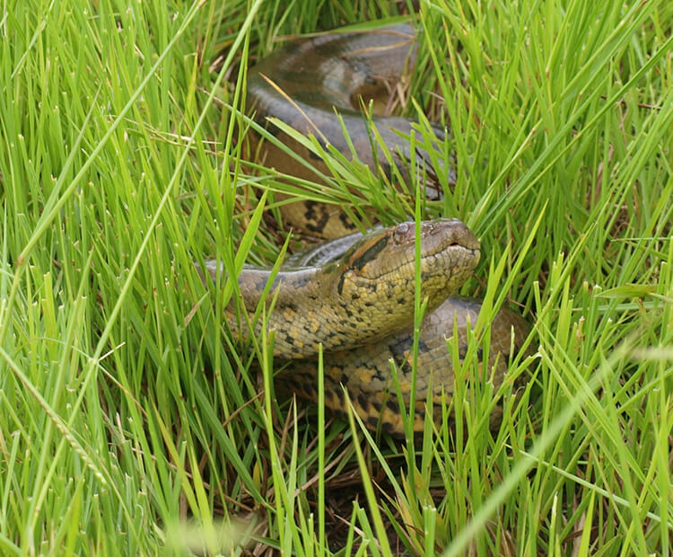 Anaconda moving through tall grass