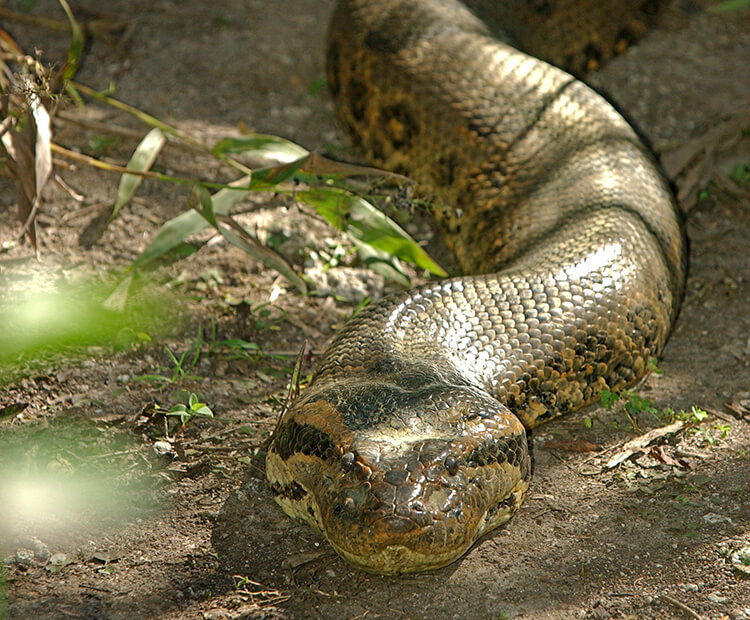 snake animal anaconda