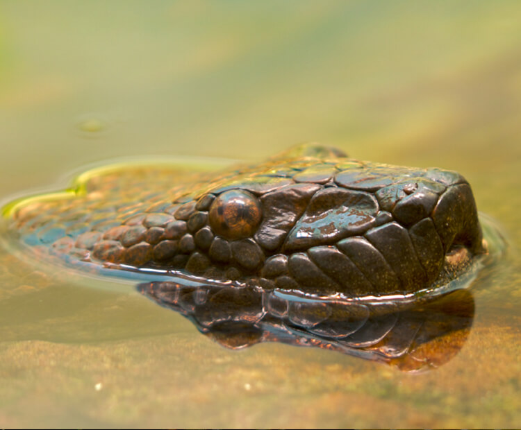 Close up of an anaconda's head sticking out of the water as it swims