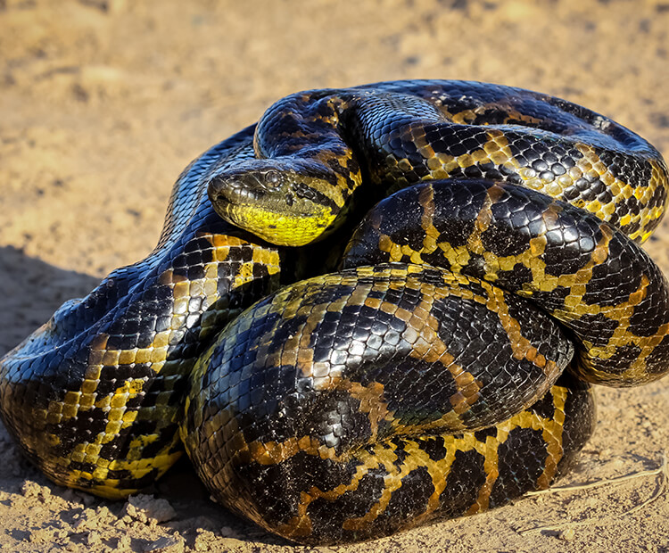 Some anacondas can perform a strange S-shaped leap and now we know why