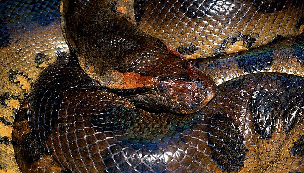 green anaconda snake in water