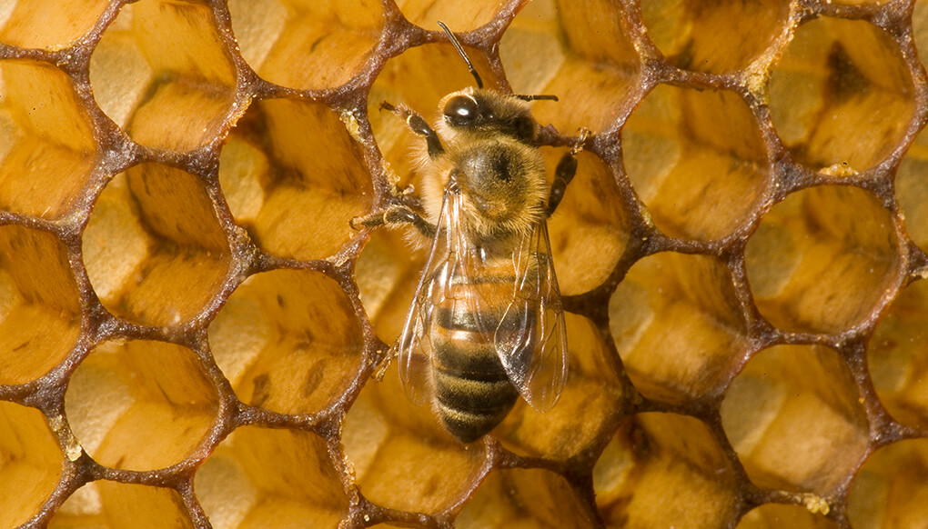 A honeybee on honeycomb