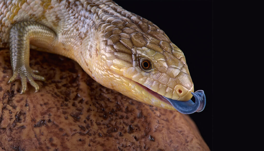 Tanimbar blue tongue skink 