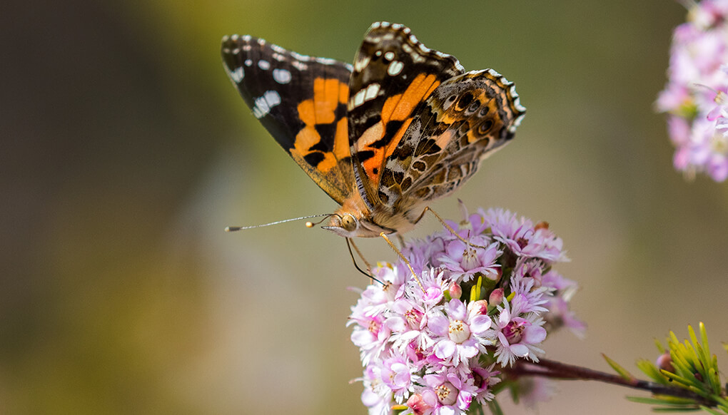 Butterfly | San Diego Zoo Wildlife Explorers