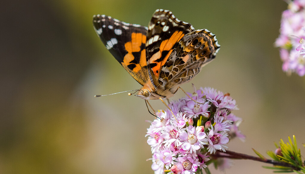 A small orange, black, brown and white spotted butterfly drinks nectar from a small pink flower