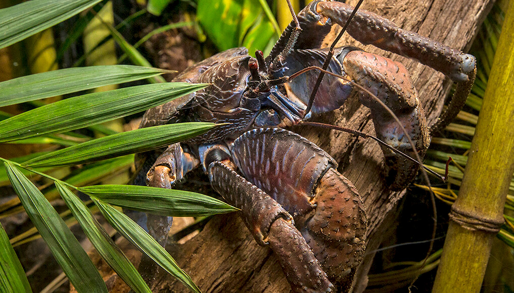 Coconut crab hanging onto a wood log behind a small palm frond