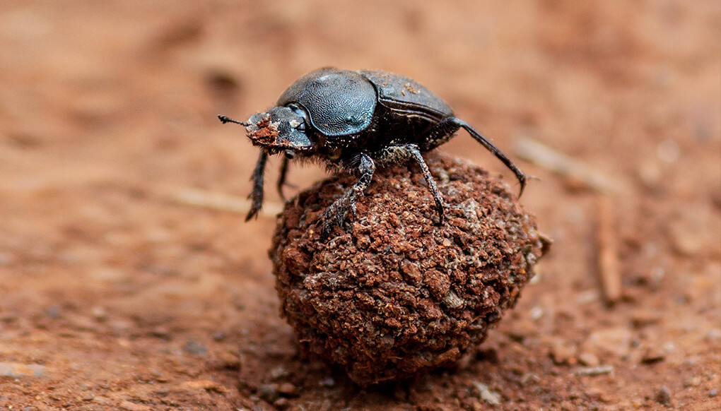 Dung beetle | San Diego Zoo Wildlife Explorers