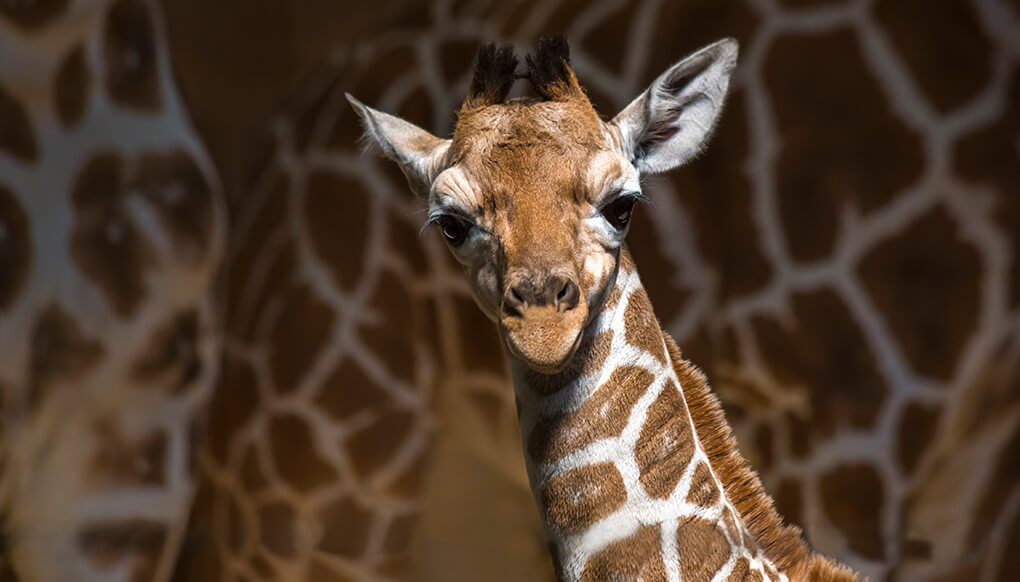Baby giraffe standing in front of adult giraffes' haunches