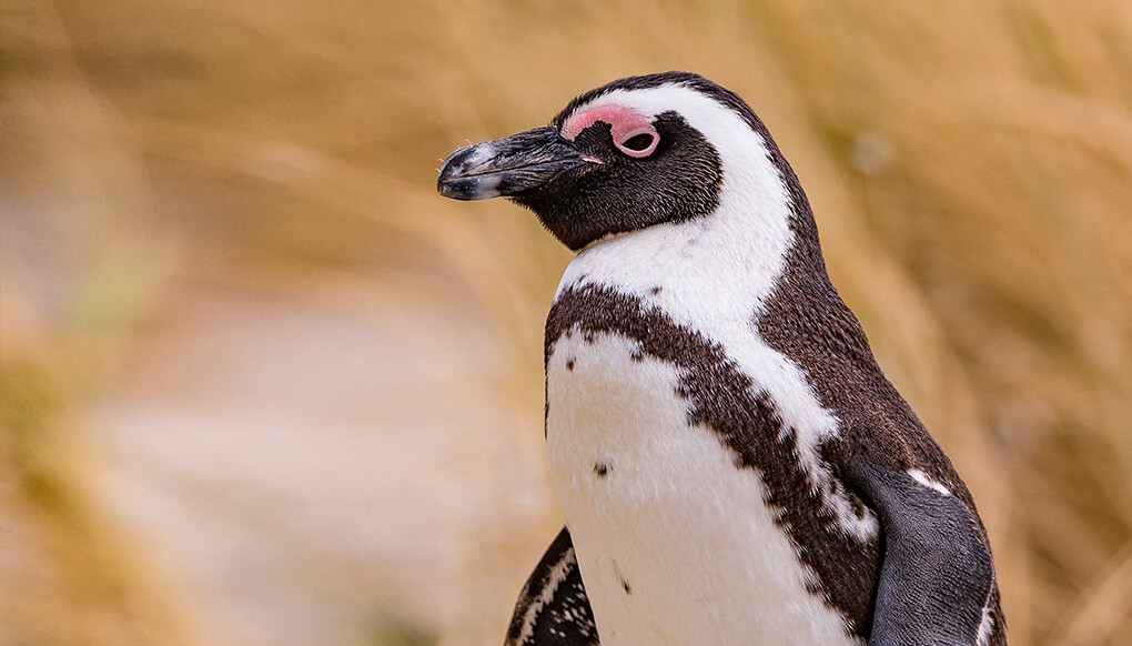 Closeup of an African penguin in front of a field of tall dry grass