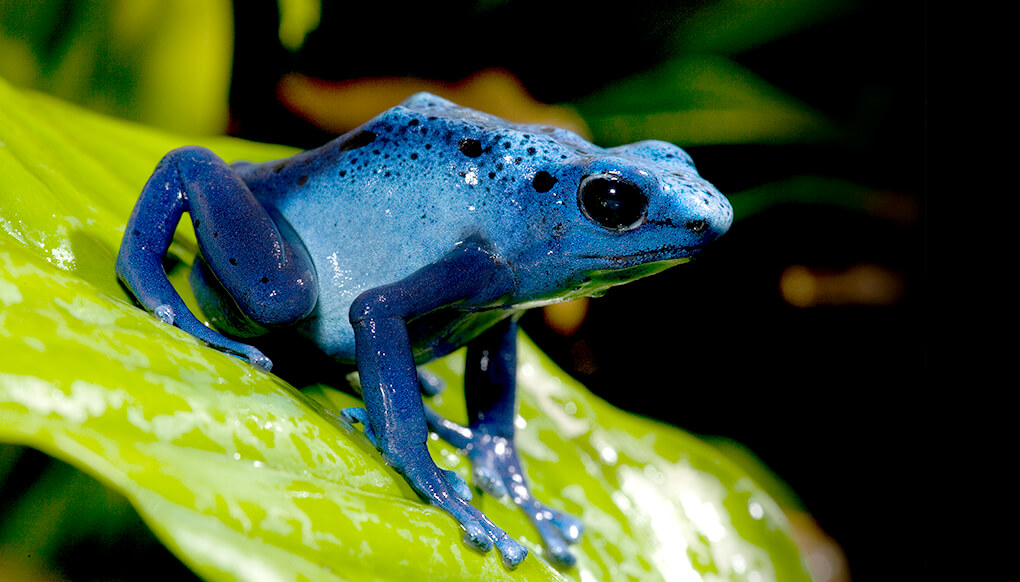 Blue poison frog sitting on a bright green tropical leaf