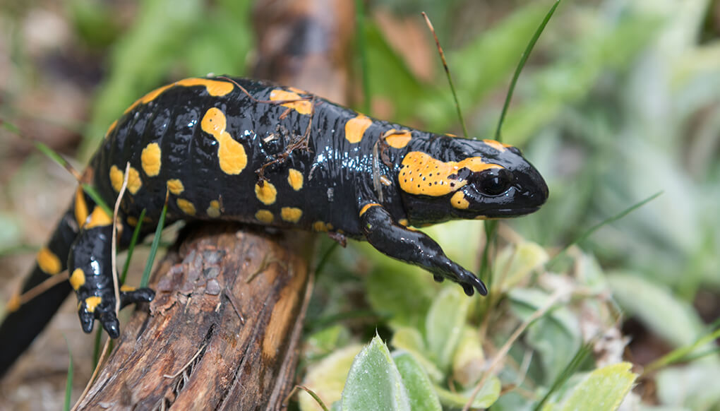 Fire salamander climbing over a small wood branch