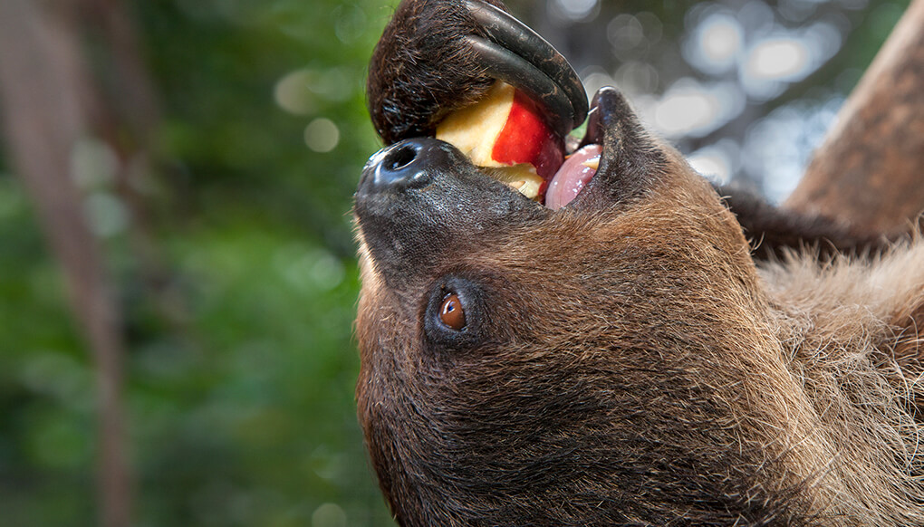 Two-toed sloth eating a red apple with one claw while hanging upside down.