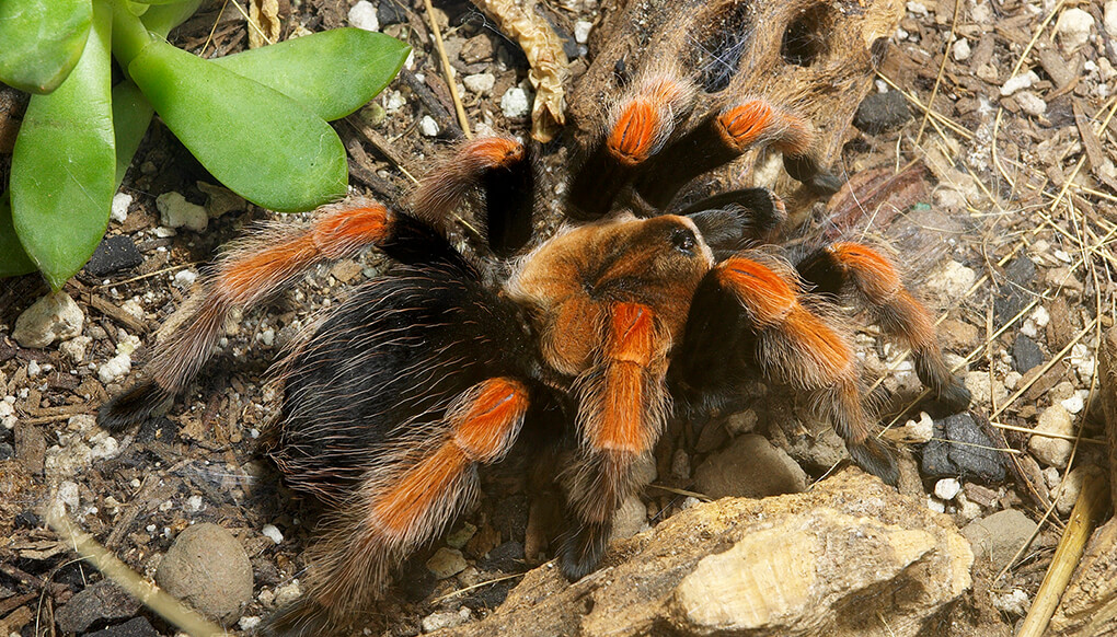 Mexican fireleg tarantula sitting on rocky ground next to green succulents