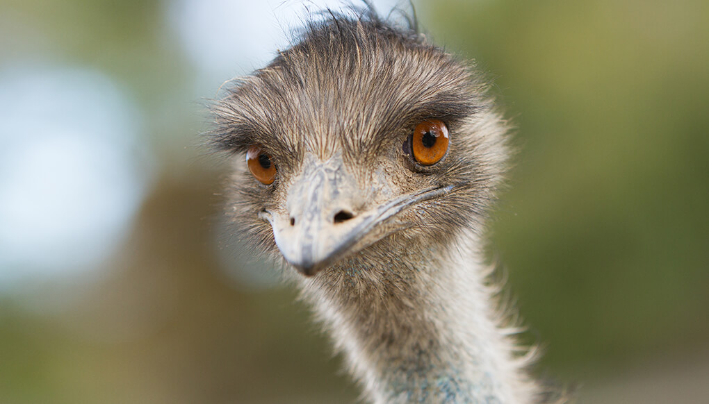 Emu looking straight into the camera