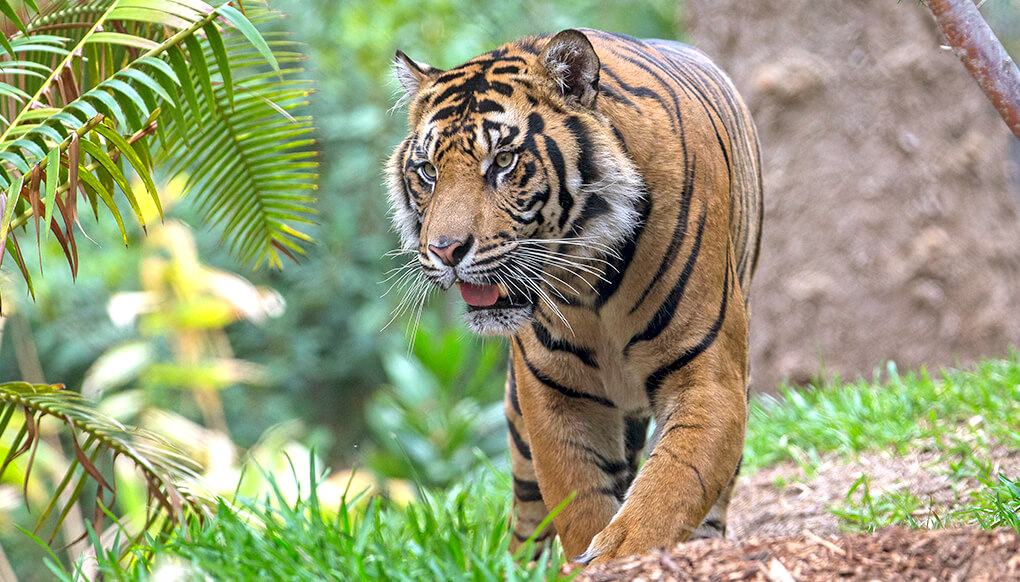 Tiger in Green