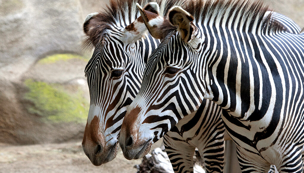 A pair of zebras with their muzzles close together