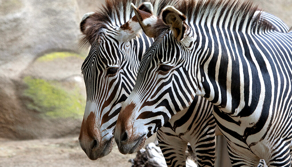 Are zebras white with black stripes or black with white stripes?