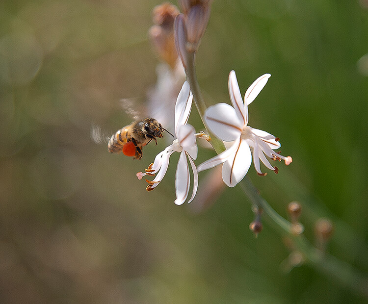 A honeybee with a large amount of pollen collected on its hind legs flies towards a white flower.