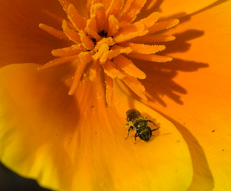 A small bee sits on a yellow flower, covered in pollen.