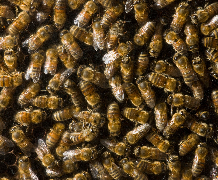 Honeybees swarming honeycomb