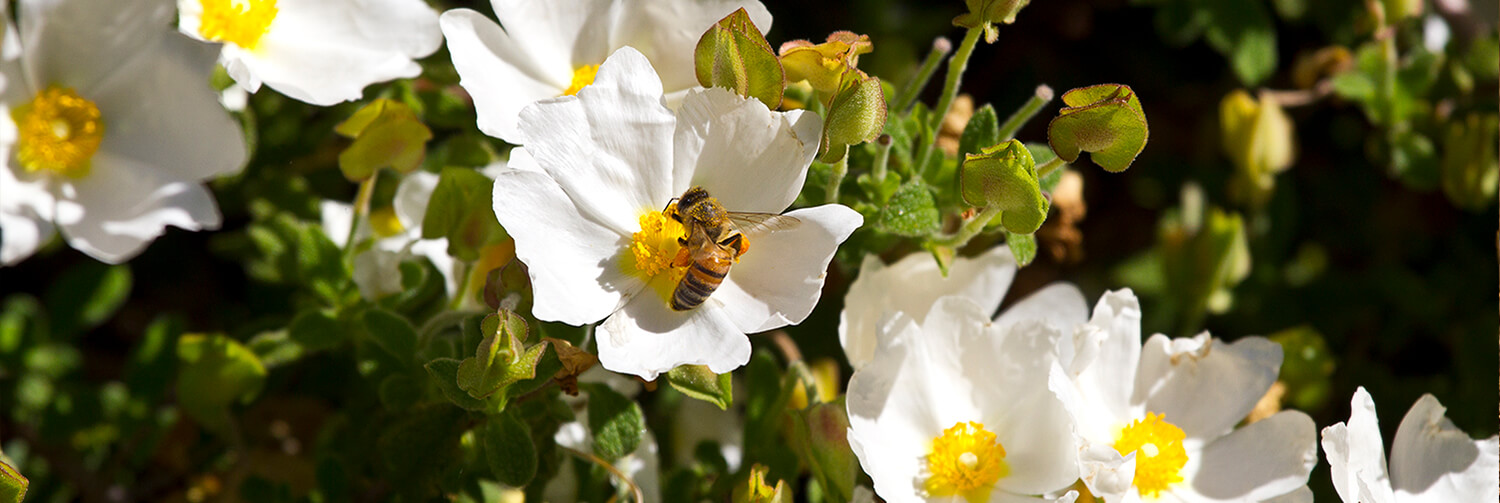 A honeybee collects pollen and nectar from a white flower with a yellow center.