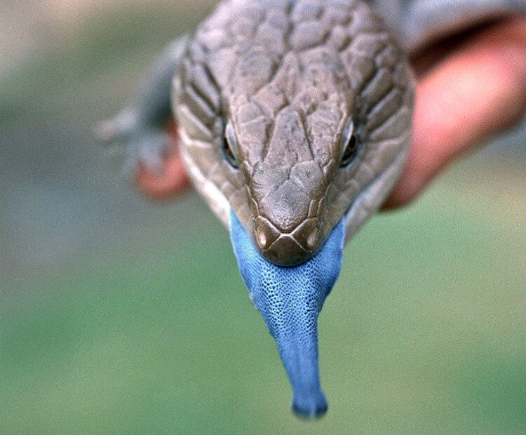 Blue-tongued skink sticking out its blue tongue as its held in a keeper's hand