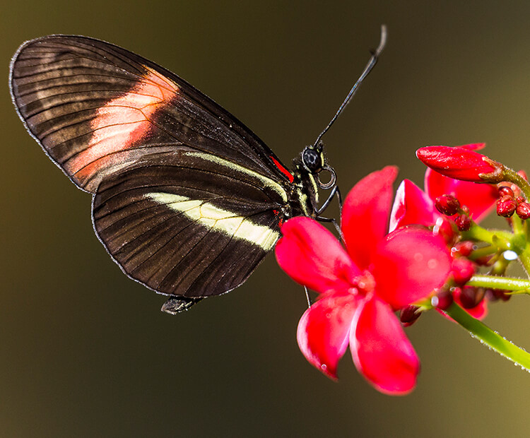 19 Fascinating Butterfly Facts – San Diego Zoo Wildlife Alliance