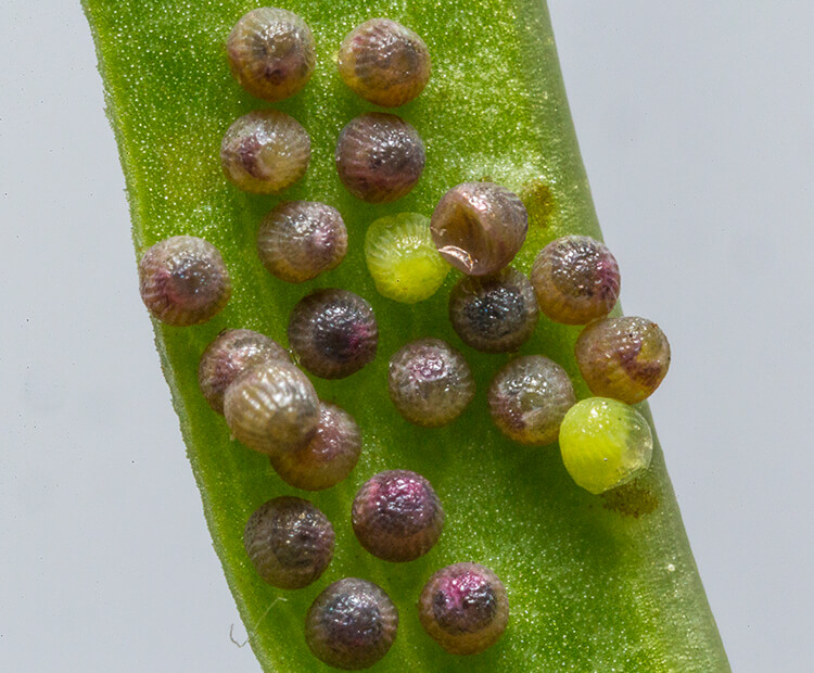 Close-up of 22 tiny butterfly eggs attached to a green leaf.