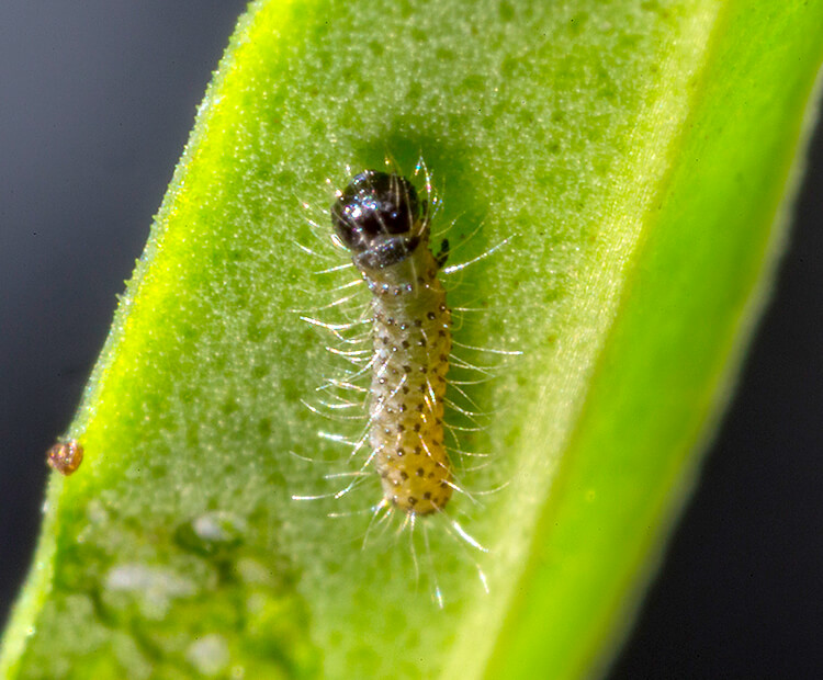 a small hairy caterpillar crawling up a green plant leaf
