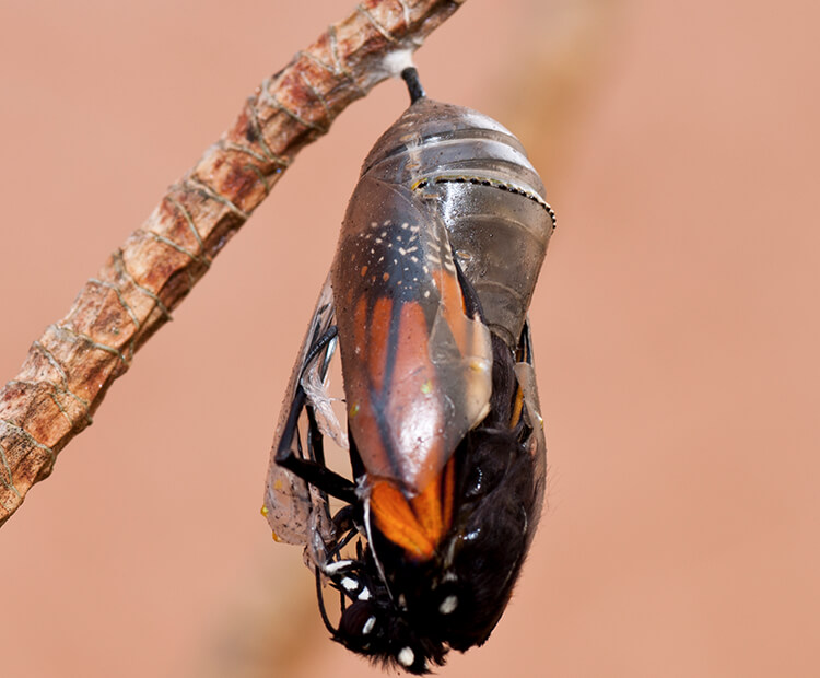 A monarch butterfly emerges from its chrysalis