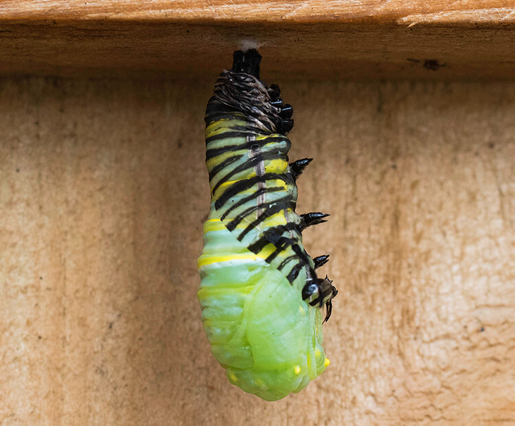 A monarch caterpillar begins to form its chrysalis