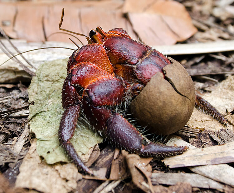 Juvenile coconut crab with shell on back