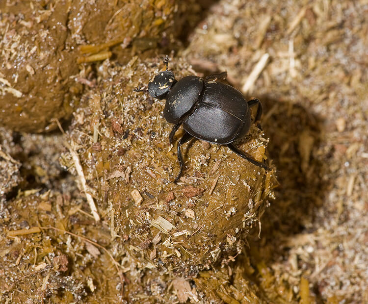 Dung beetle rolling a small ball of elephant poo