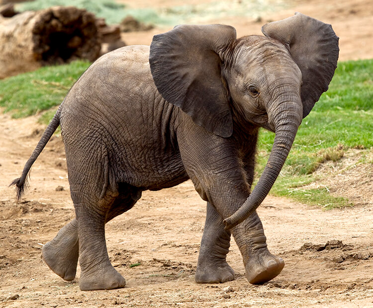 A juvenile African elephant, an example of an herbivore that makes dung beetle food