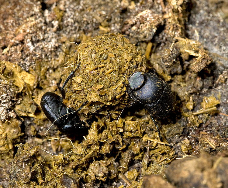 A pair of dung beetles going to work on a pile of dung