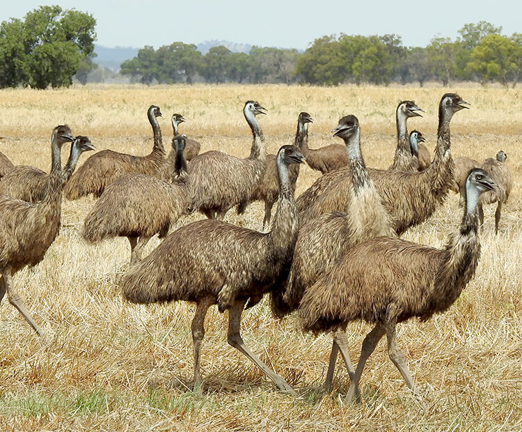 Emu