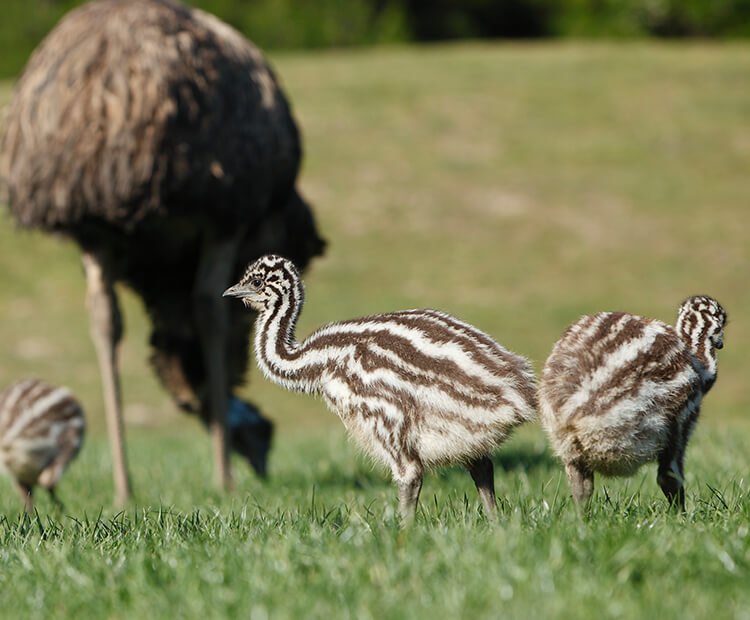 Three emu chicks keep close to their parent