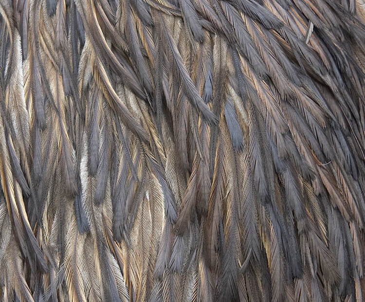 Close-up of emu body feathers