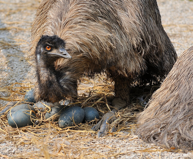 Emu Bird Feet