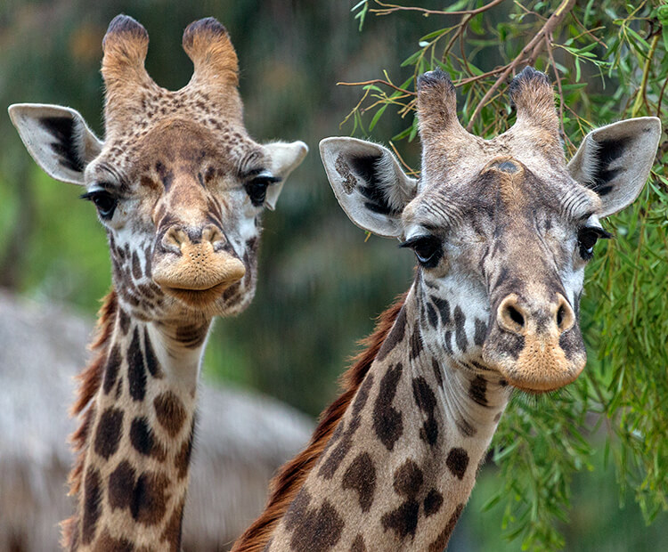 Pair of Masai giraffes