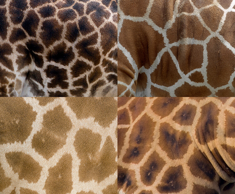 Masai, Reticulated, Ugandan, and Rothschild giraffe patterns
