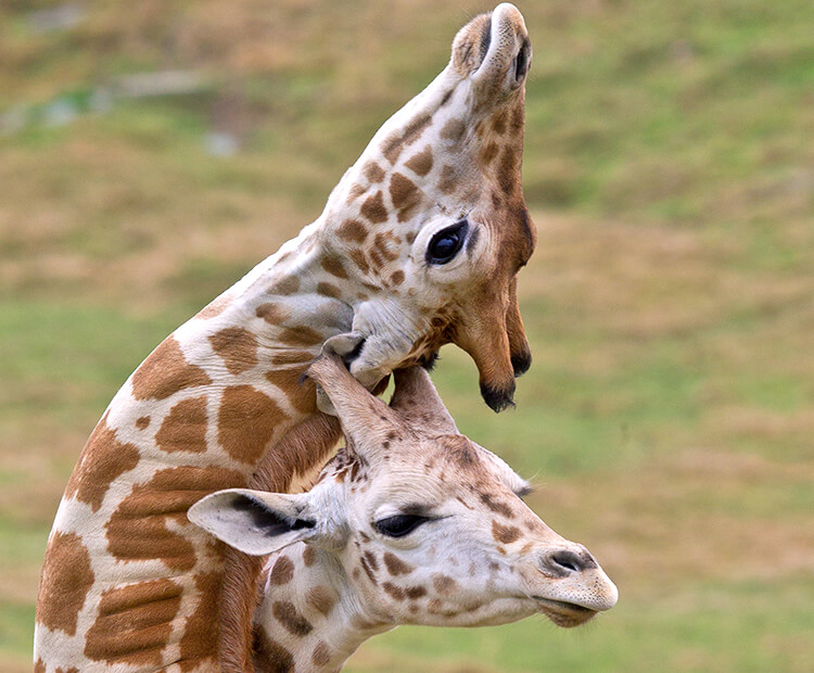 Sparring Giraffes