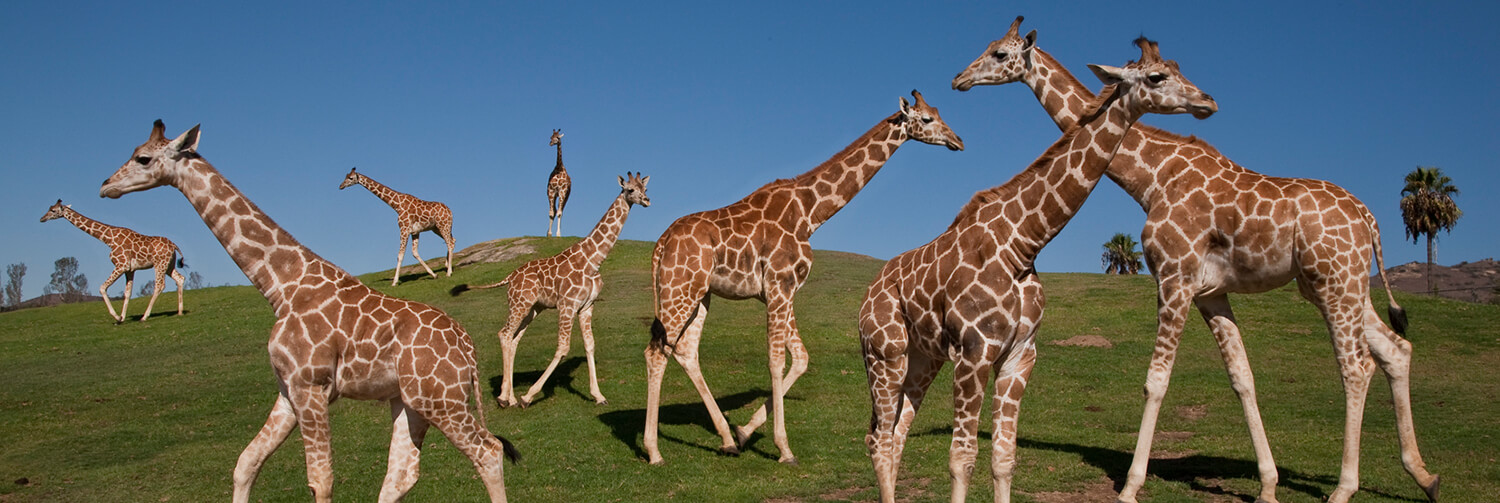 Eight giraffes along a green hilly landscape