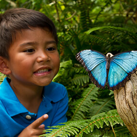 A boy smiles at a big blue morpho butterfly