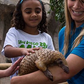 A young girl pets a pangolin