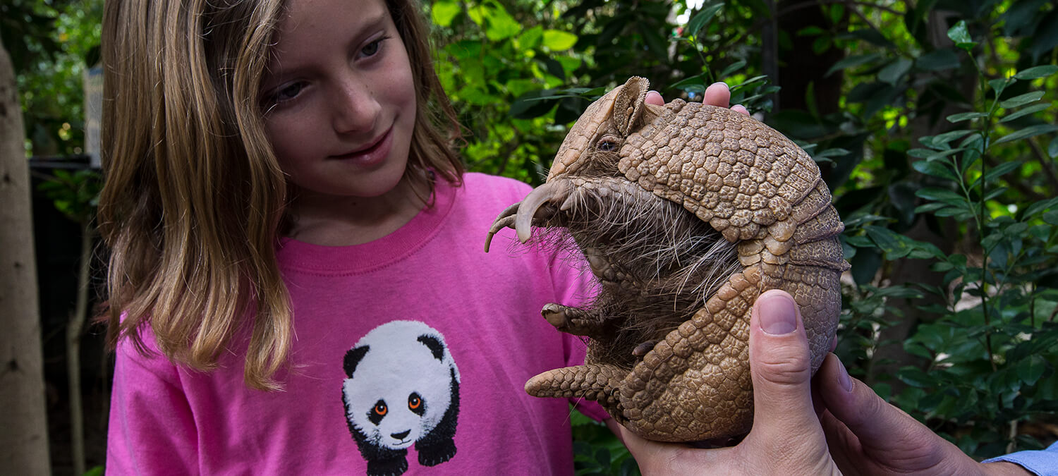 A young girl looks at an armadillo held by a wildlife care specialist