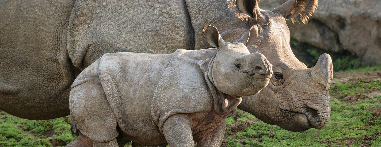 A baby white rhino calf walks alongside his mother