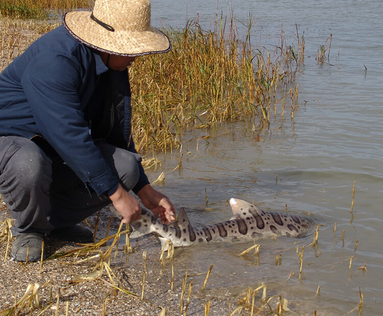 A fisherman releases a leopard shark back into the water