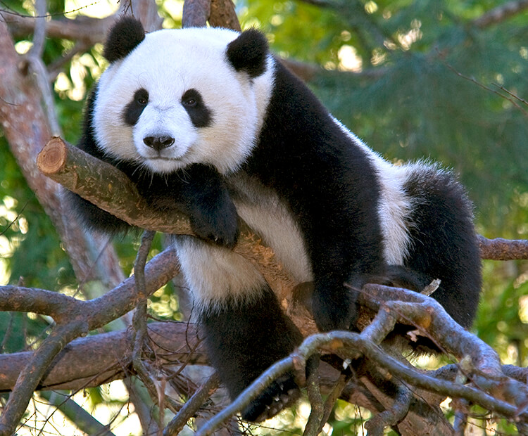Adult Giant panda resting its head on its forearm as it sits in a tree.